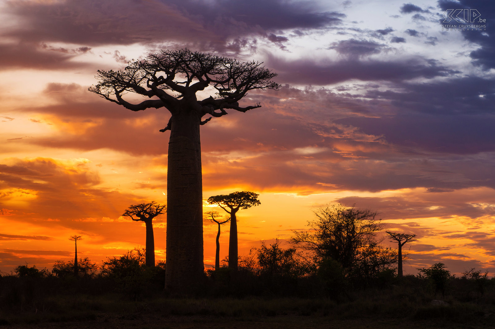 Zonsopgang aan de baobabs In het gebied tussen Morondava en Belon'i Tsiribihina in het westen van Madagaskar staan honderden indrukwekkende baobabs. We gingen er heel vroeg naartoe om de zonsopgang aan deze indrukwekkende bomen te fotograferen. Stefan Cruysberghs